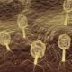 Bacteriophage congress photo