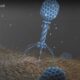 Bacteriophage attacking e colli