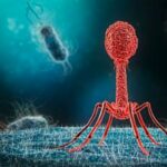 How bacteriophages work