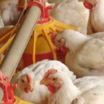 Productive Performance and Cecum Microbiota Analysis of Broiler Chickens Supplemented with β-Mannanases and Bacteriophages