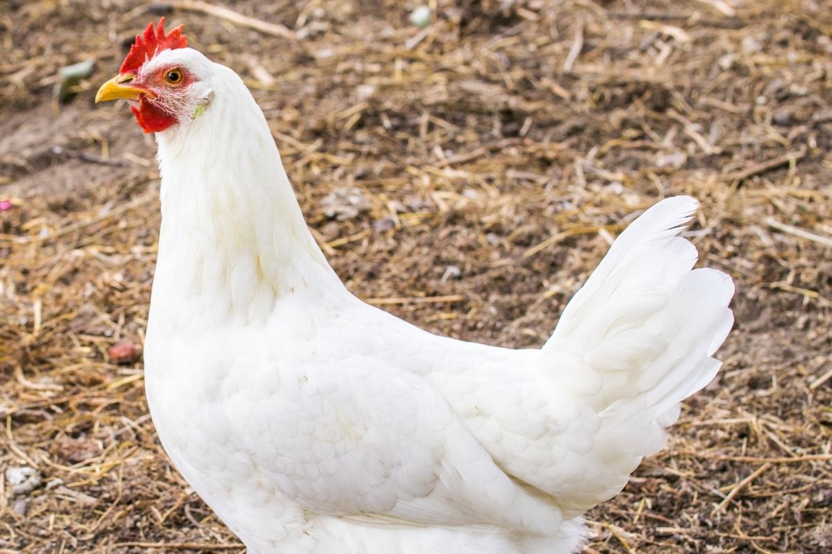 bacteriophages incorporated in feed for Salmonella control in broilers