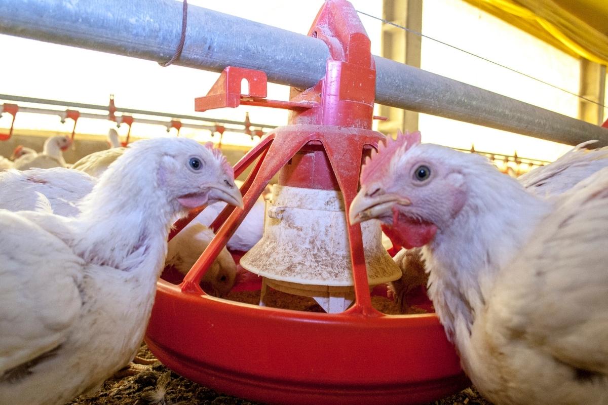 phage therapy in poultry